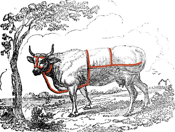 Martingale à vache - reproduction © Norbert Pousseur
