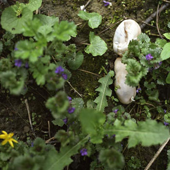 Poupée à l'encan - © Norbert Pousseur