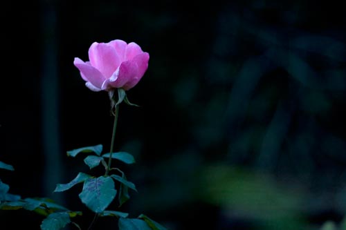 Rose of evening near Heavy - © Norbert Pousseur