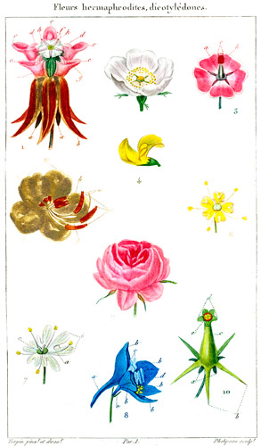 Fleurs hermaphrodites par JLM Poiret - reproduction par © Norbert Pousseur Fleurs hermaphrodites par JLM Poiret - reproduction par © Norbert Pousseur