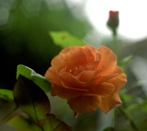 Rose of orange color - © Norbert Pousseur