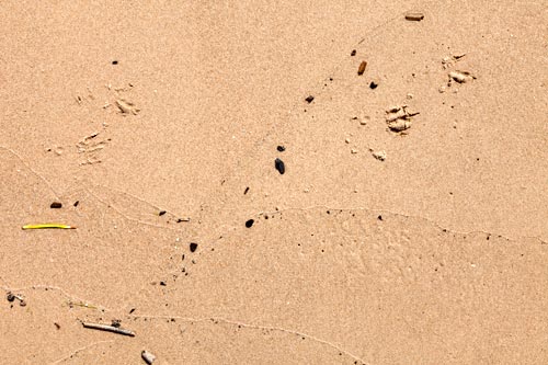 Sable et pas d'oiseau - © Norbert Pousseur