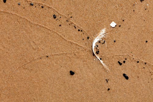 Feather of bird on sand - © Norbert Pousseur
