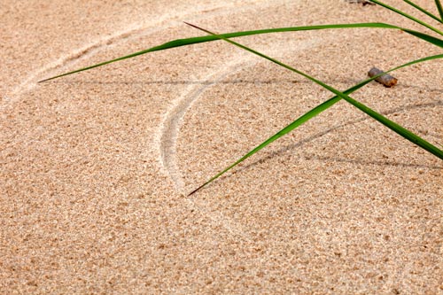 Traces de brins d'herbe - © Norbert Pousseur