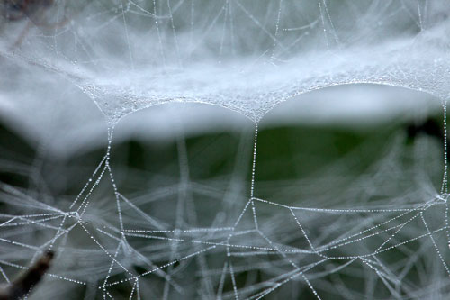 Stucture de telaraña - © Norbert Pousseur