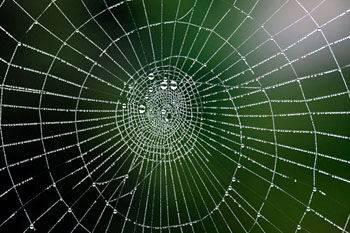Spirale de  toile d'araignée - © Norbert Pousseur