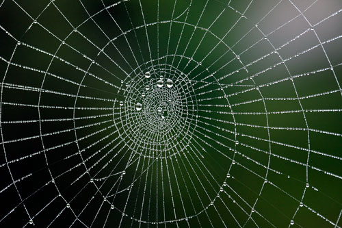 Spiral of cobweb - © Norbert Pousseur