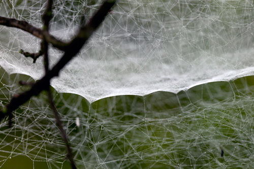 Telaraña en cuna  - © Norbert Pousseur