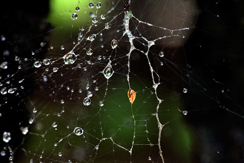 Gotas gruesas de agua sobre telaraña - © Norbert Pousseur