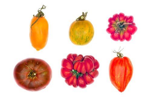 Collection de tomates - © Norbert Pousseur