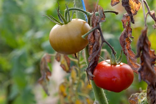Tomates bajo refugio - © Norbert Pousseur