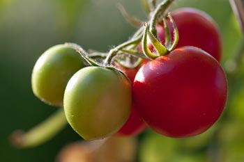 Grappe de tomates - © Norbert Pousseur