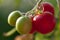 Cluster of tomatoes - © Norbert Pousseur