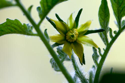 Flower of tomato - © Norbert Pousseur