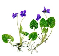 Plants de violettes - © Norbert Pousseur