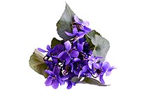 Bouquet de 33 violettes - © Norbert Pousseur