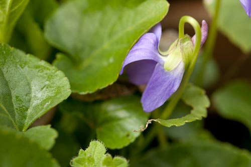 Rising flower of violet - © Norbert Pousseur