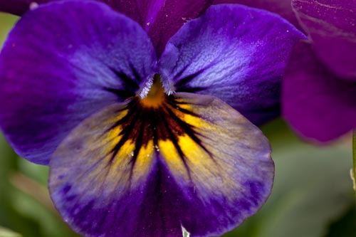 Heart of flower of pansy - © Norbert Pousseur