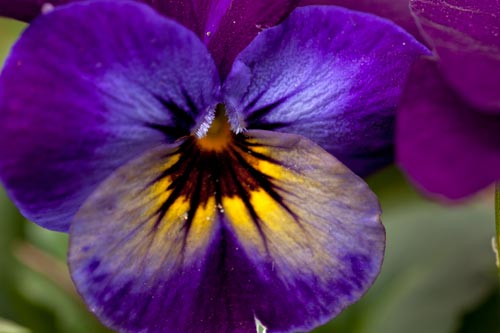 Corazón de flor de trinitaria - © Norbert Pousseur