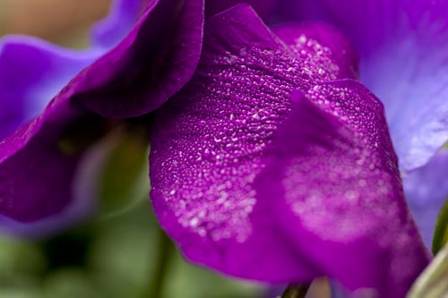 Drape of petal of pansy - © Norbert Pousseur