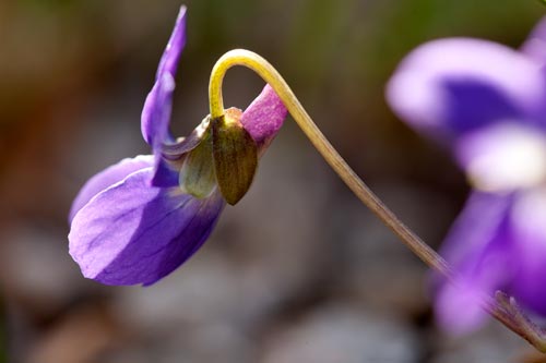 Violeta de perfil - © Norbert Pousseur