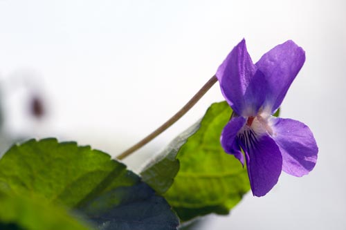 Fleur de violette - © Norbert Pousseur