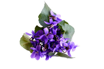 Bouquet de violettes - © Norbert Pousseur
