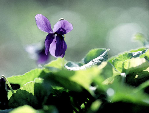 Violette en peinture numérique - © Norbert Pousseur