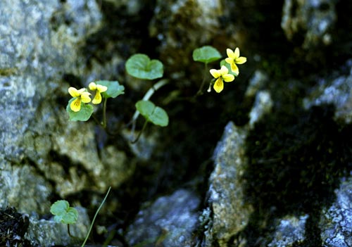 Violettes jaunes des Alpes - © Norbert Pousseur
