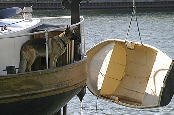 Chien de berger sur péniche d'habitation - ponts sur Seine - © Norbert Pousseur