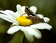 criquet rouge et noir sur marguerite - © Norbert Pousseur