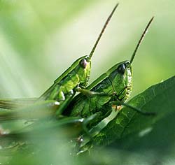 Couple de criquets verts (Sténobothre vert - Omocestus viridulus) - © Norbert Pousseur