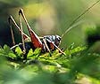 grillon des champs sur feuille - © Norbert Pousseur