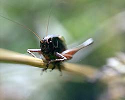 Grillon des champs (Gryllus campestris) - © Norbert Pousseur