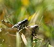 couples de criquets jaune et rouge dans les herbes - © Norbert Pousseur