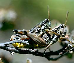 Couple de criquets jaune et noir (Sténobothre) - © Norbert Pousseur