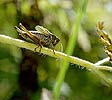 dectique sur herbe - © Norbert Pousseur