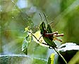 Couple de criquet dans champ - © Norbert Pousseur