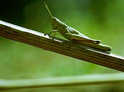 Criquet vert (Sténobothre vert - Omocestus viridulus) - © Norbert Pousseur