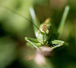 Sauterelle verte (Tettigonia viridissima) - © Norbert Pousseur