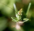face de sauterelle verte - © Norbert Pousseur
