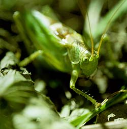 Sauterelle verte (Tettigonia viridissima) - © Norbert Pousseur