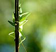 pattes de sauterelle verte - © Norbert Pousseur