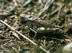 Psophe stridulant (Psophus stridulus) - © Norbert Pousseur