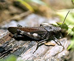 Psophe stridulant (Psophus stridulus) - © Norbert Pousseur