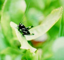 Grillon des champGrillon des champs minuscule, altitude 1200m (Gryllus campestris ?) - © Norbert Pousseur