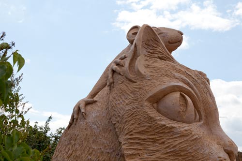 La souris aggripé à la tête du chat - © Norbert Pousseur