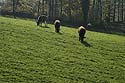 vaches broutant dans pairie à l'herbe rase - © Norbert Pousseur