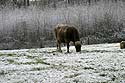 Taureau sur prairie enneigée - © Norbert Pousseur