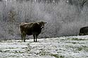 Taureau sur prairie enneigée - © Norbert Pousseur